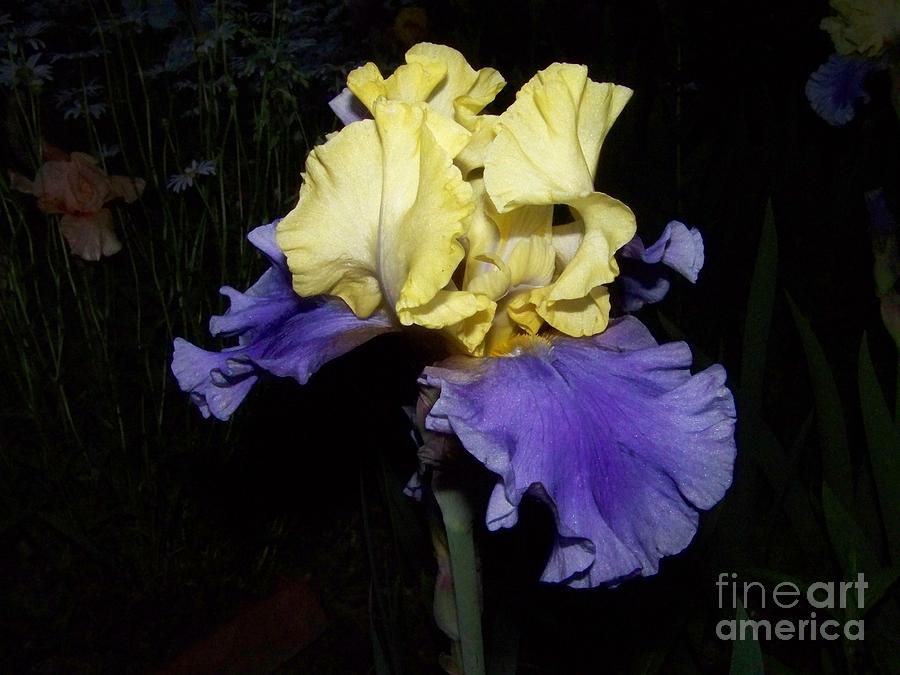 Yellow and Blue Iris Photograph by Kathy McClure