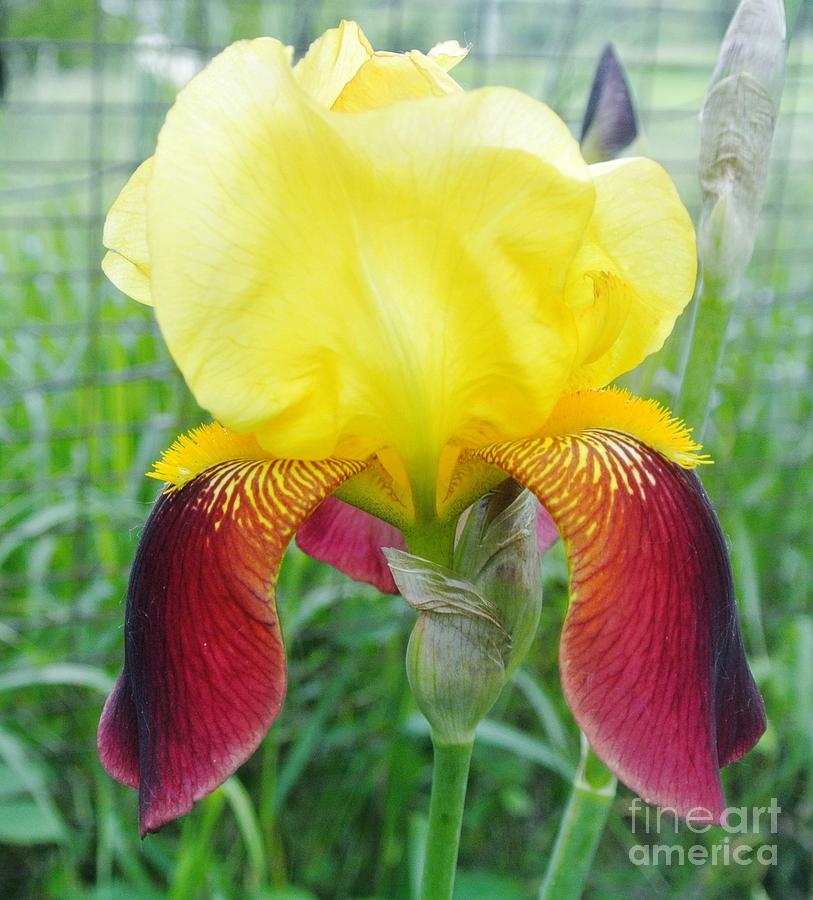 Yellow and Burgundy Iris Photograph by Marsha Heiken