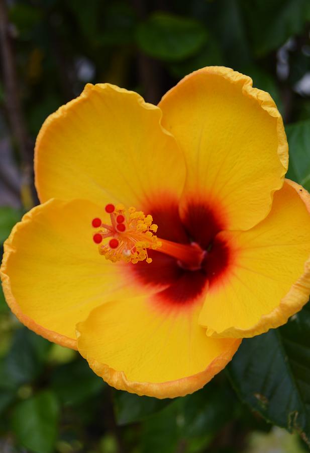 Yellow and Crimson Hibiscus Photograph by Warren Thompson
