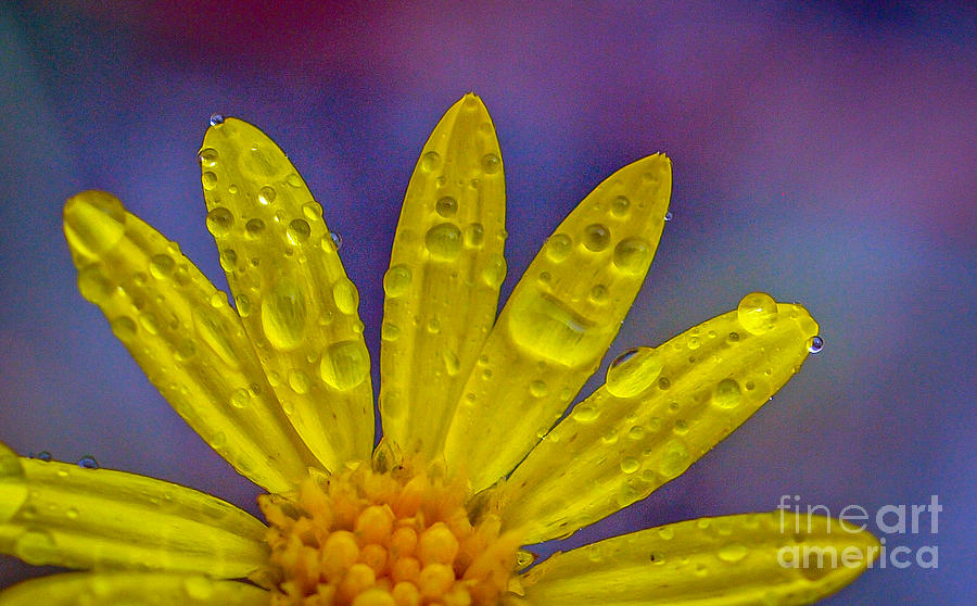 Yellow and Dew Photograph by Tom Claud