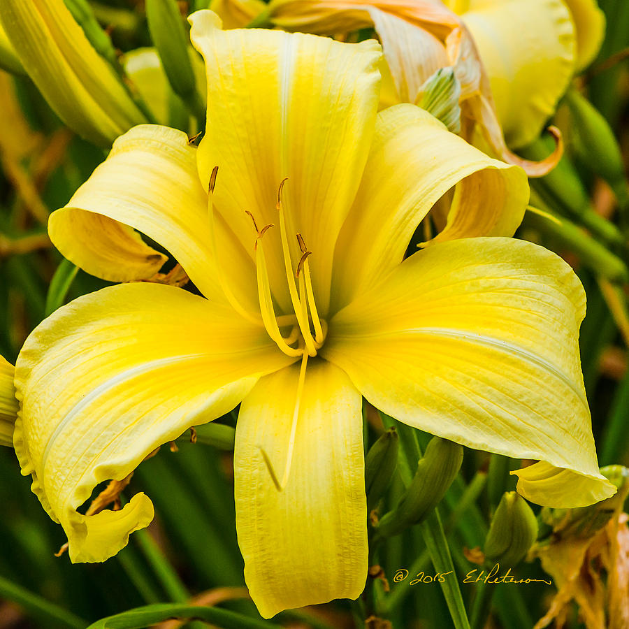 Yellow And Flower And Beautifull Photograph by Ed Peterson