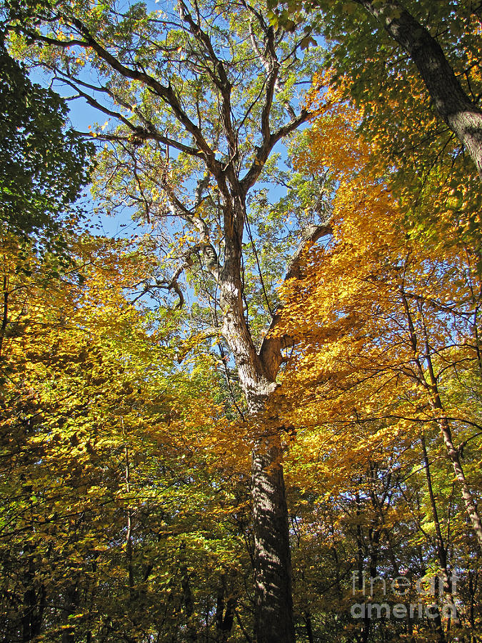 Yellow And Green Autumn Forest Photograph