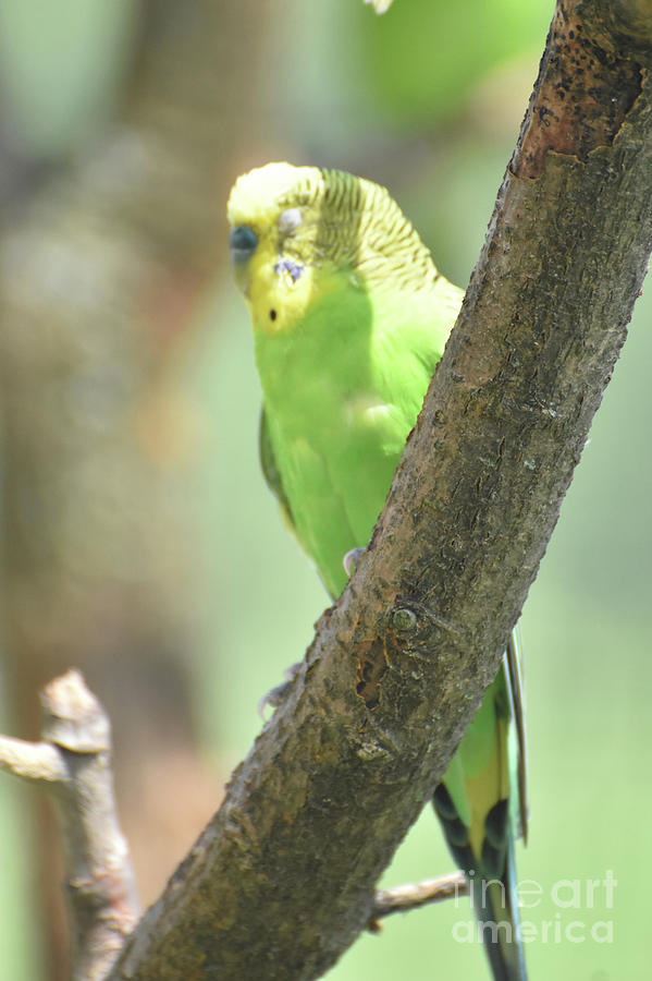 Yellow and Green Budgie with His Eyes Closed in a Tree Photograph by DejaVu Designs