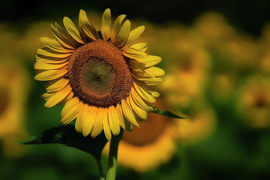 Yellow And Green Photograph By Larry Helms Fine Art America