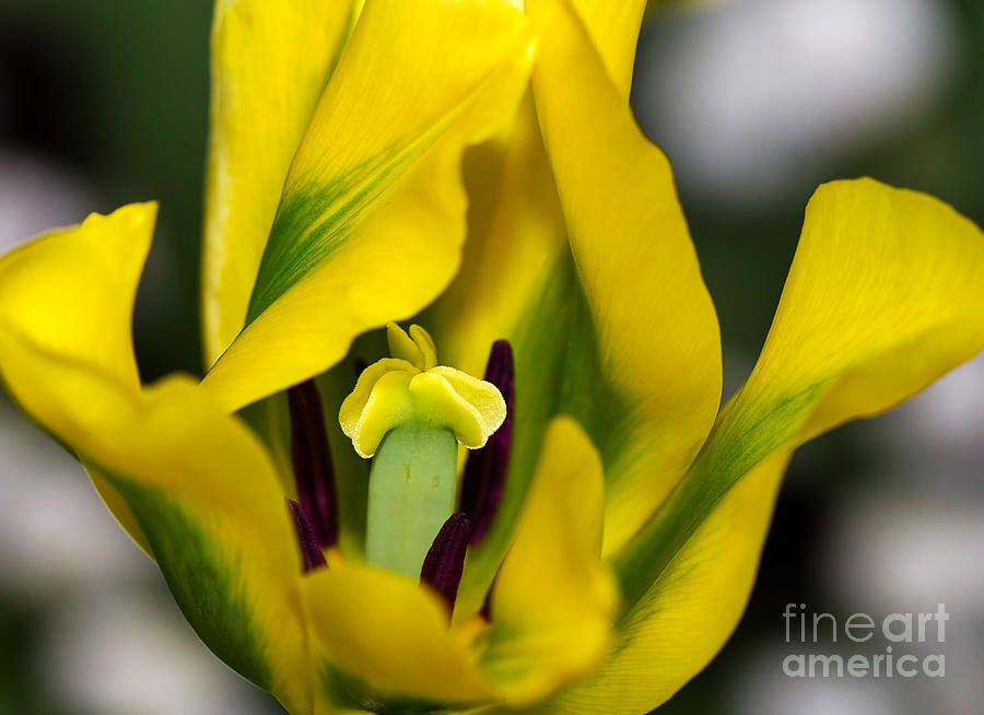 Flower Photograph - Yellow and Green Tulip by Louise Heusinkveld
