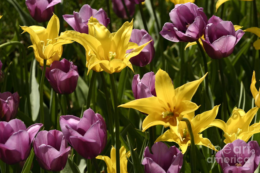 Yellow and Lavendar Tulips Photograph by B Rossitto