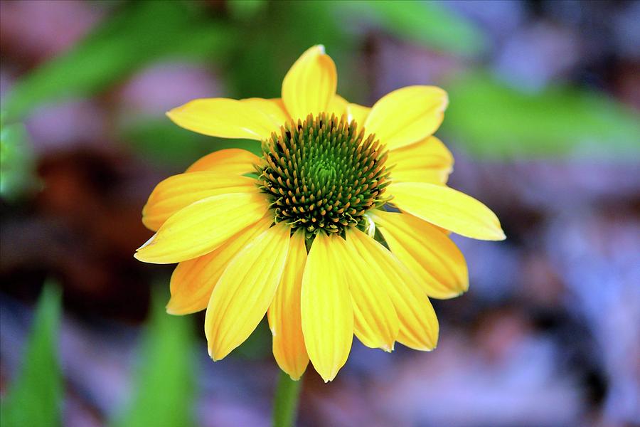 Yellow And Lime Coneflower Photograph by Cynthia Guinn