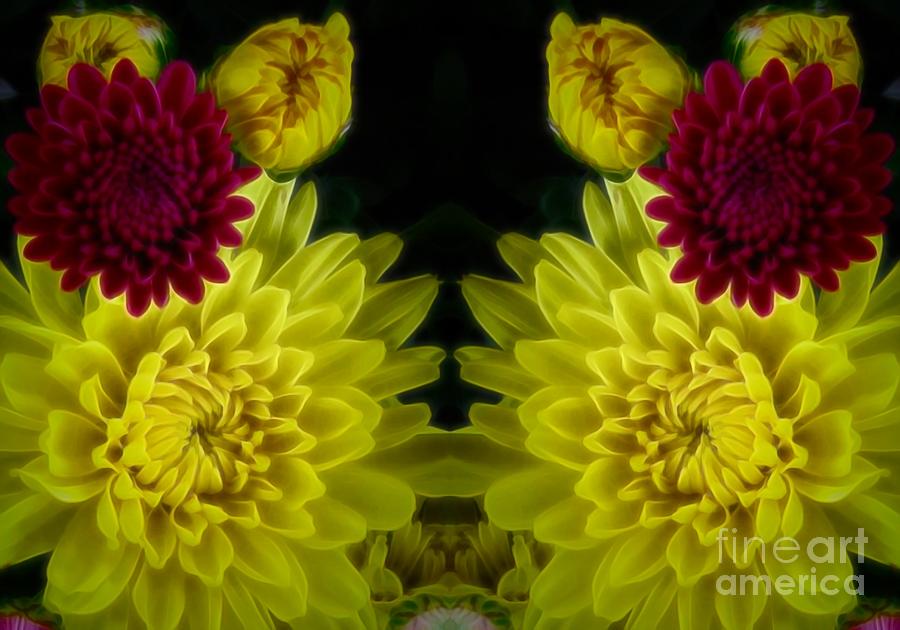 Yellow and Maroon Chrysanthemums Mirrored Photograph by Rose Santuci-Sofranko