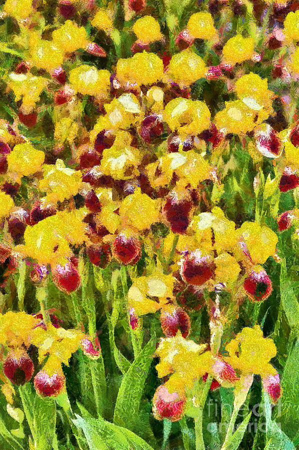 Flower Digital Art - Yellow and maroon Irises - painted by Gene Healy