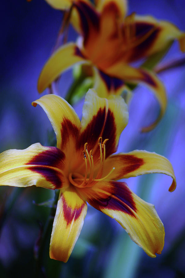Yellow and Orange and Garnet Daylilies 1270 H_2 Photograph by Steven Ward