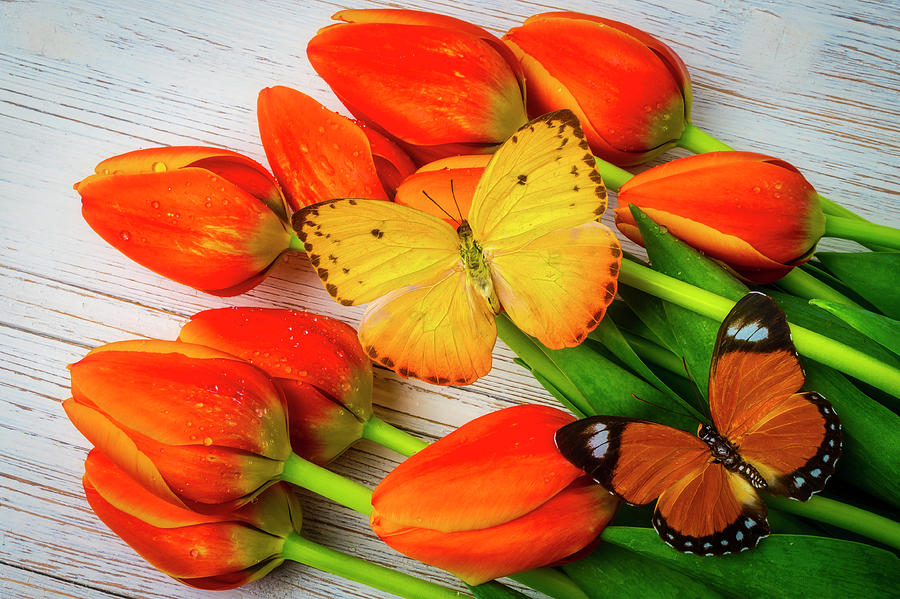 Yellow And Orange Butterflies On Tulips Photograph by Garry Gay