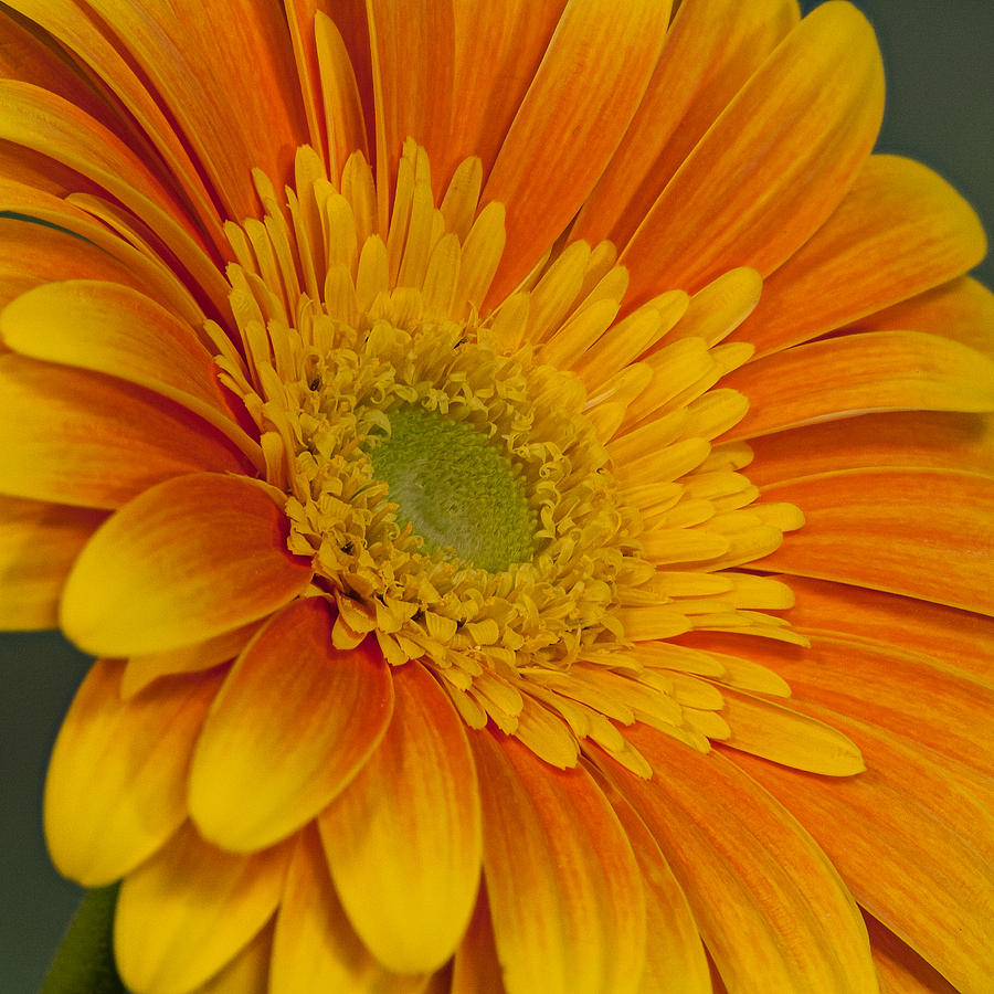 Yellow And Orange Daisy Photograph by Randy Walton