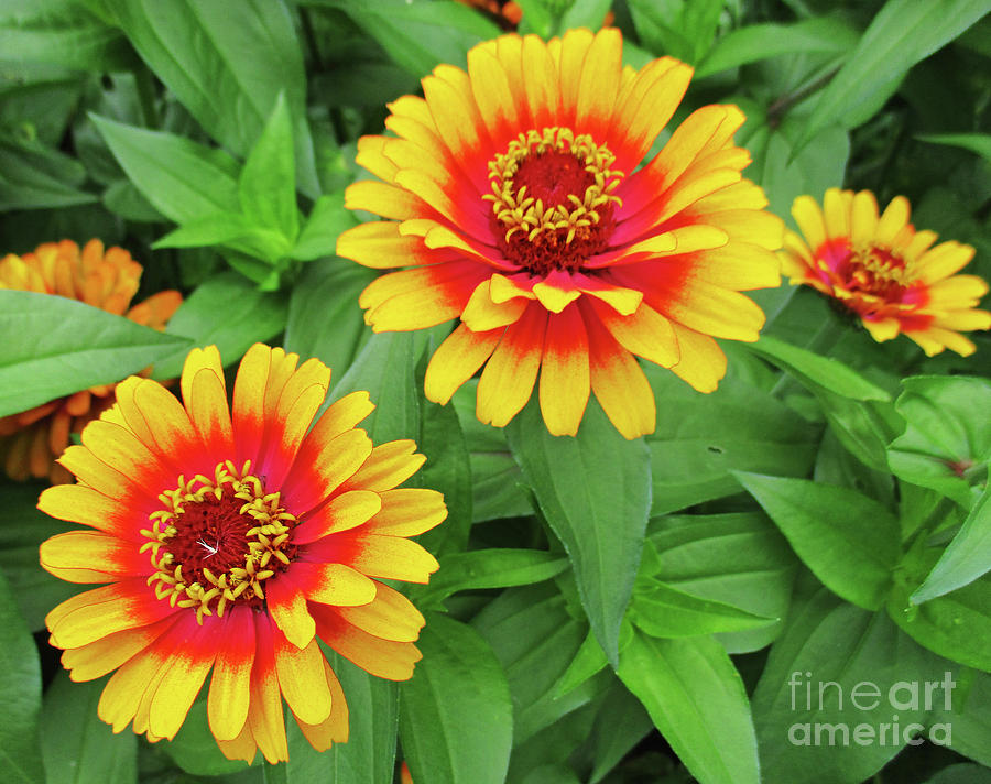 Yellow And Orange Flowers Photograph by Randall Weidner