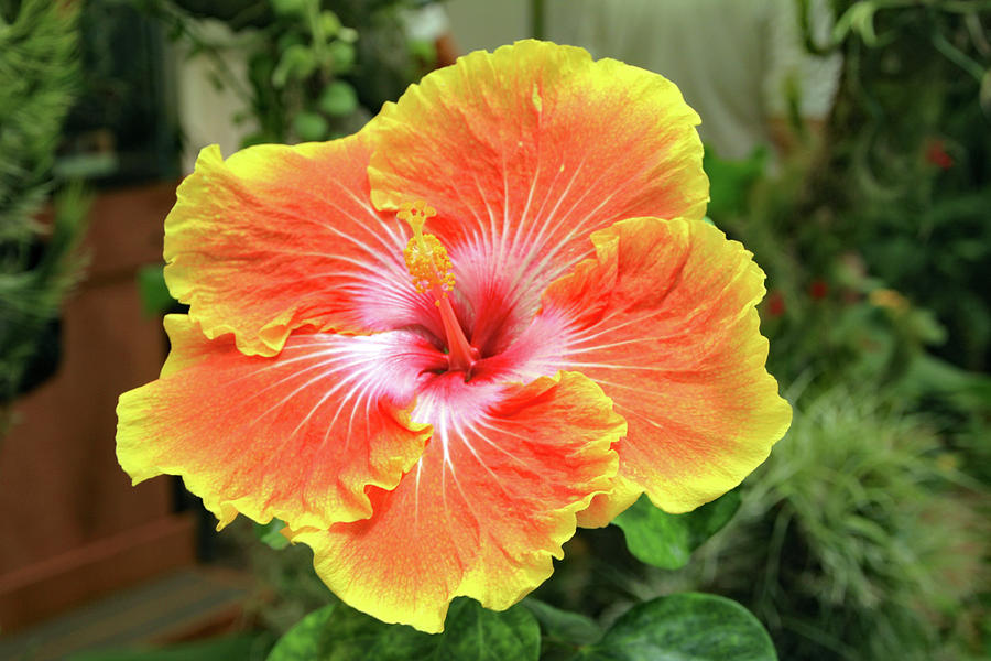 Yellow and Orange Hibiscus 2 Photograph by Kevin Mcenerney - Fine Art ...