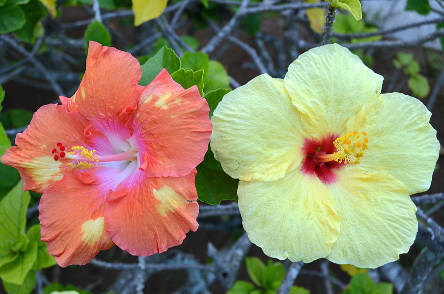 Yellow and Orange Hibiscus Flowers Photograph by Amy Fose