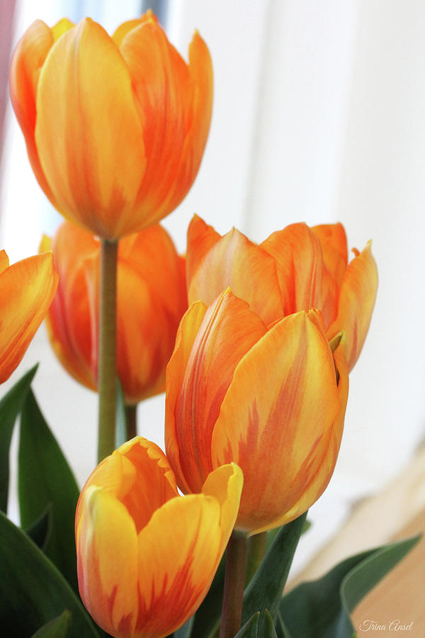 Yellow and Orange Striped Tulips Photograph by Trina Ansel