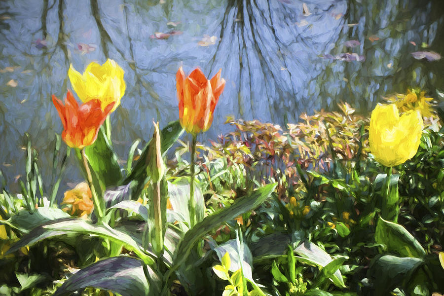 Claude Monet Photograph - Yellow and Orange Tulips in Giverny  by David Smith