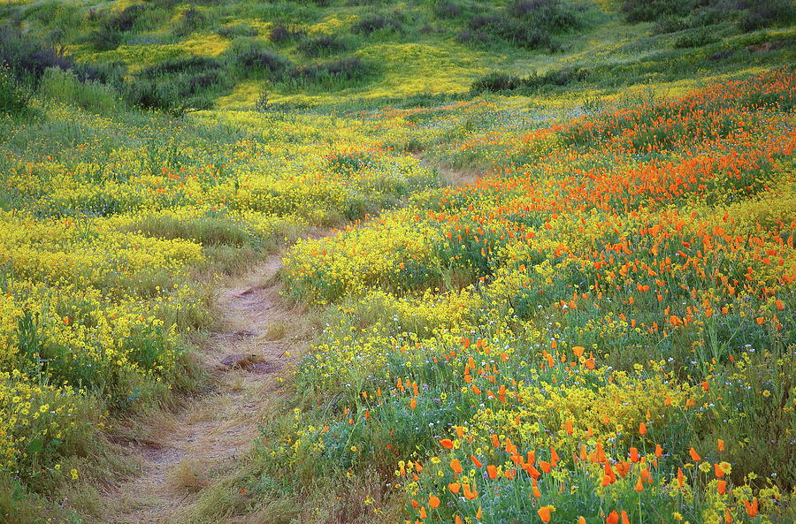 Yellow and orange wildflowers along trail near Diamond Lake Photograph by Jetson Nguyen