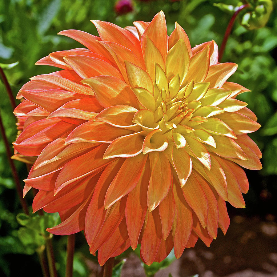 Yellow and Peach Dahlia in Golden Gate Park in San Francisco, California Photograph by Ruth Hager