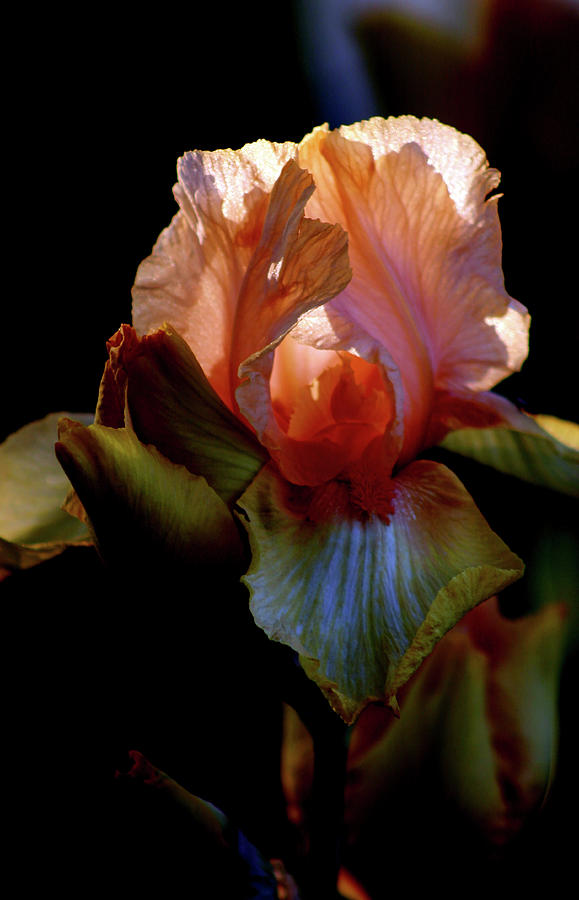 Yellow and Peach Iris 6729 H_4 Photograph by Steven Ward