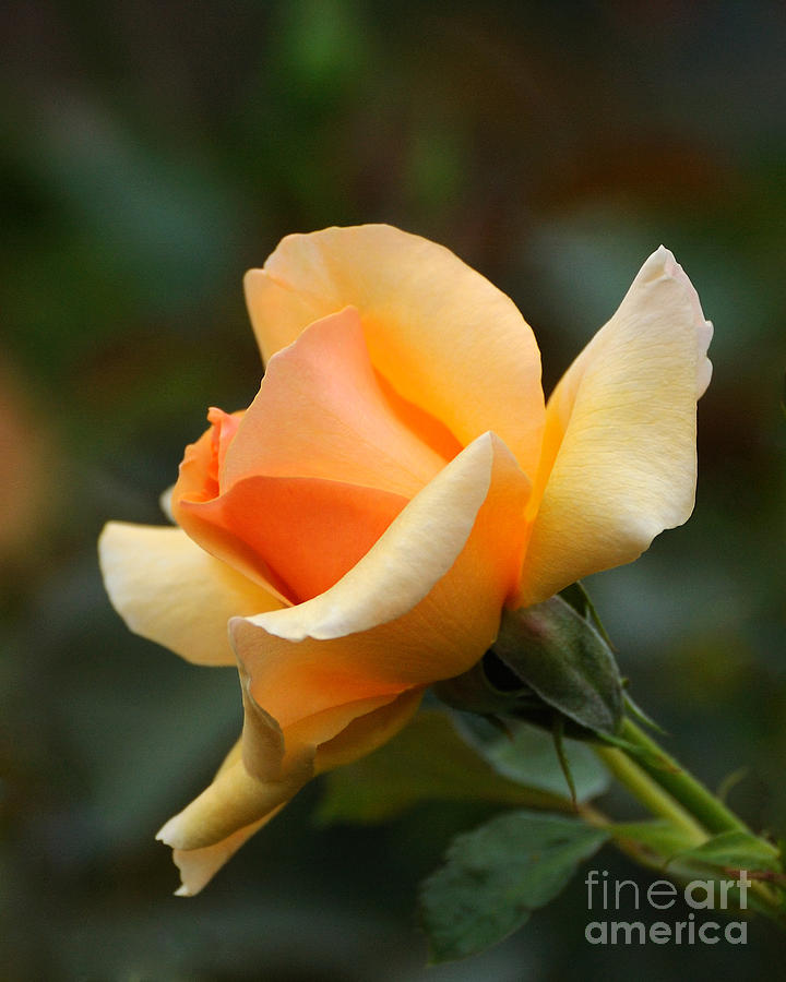 Yellow and Peach Rose Photograph by Edward Sobuta
