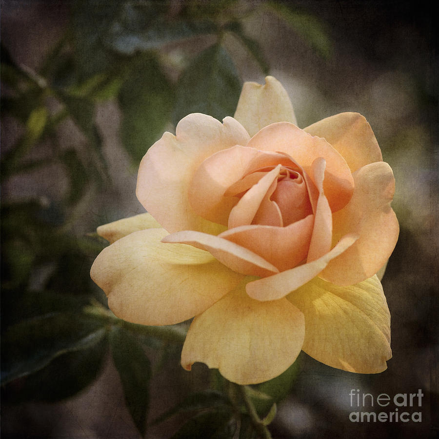 Yellow and Peach Rose Photograph by Tamara Becker