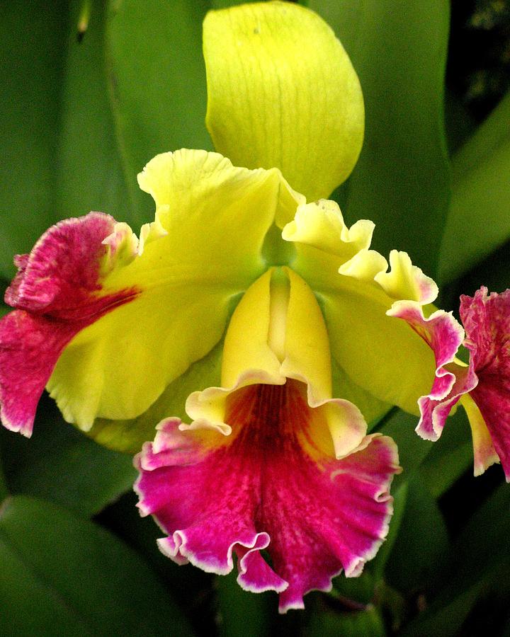 Yellow And Pink Cattleya Orchid Photograph by Alfred Ng