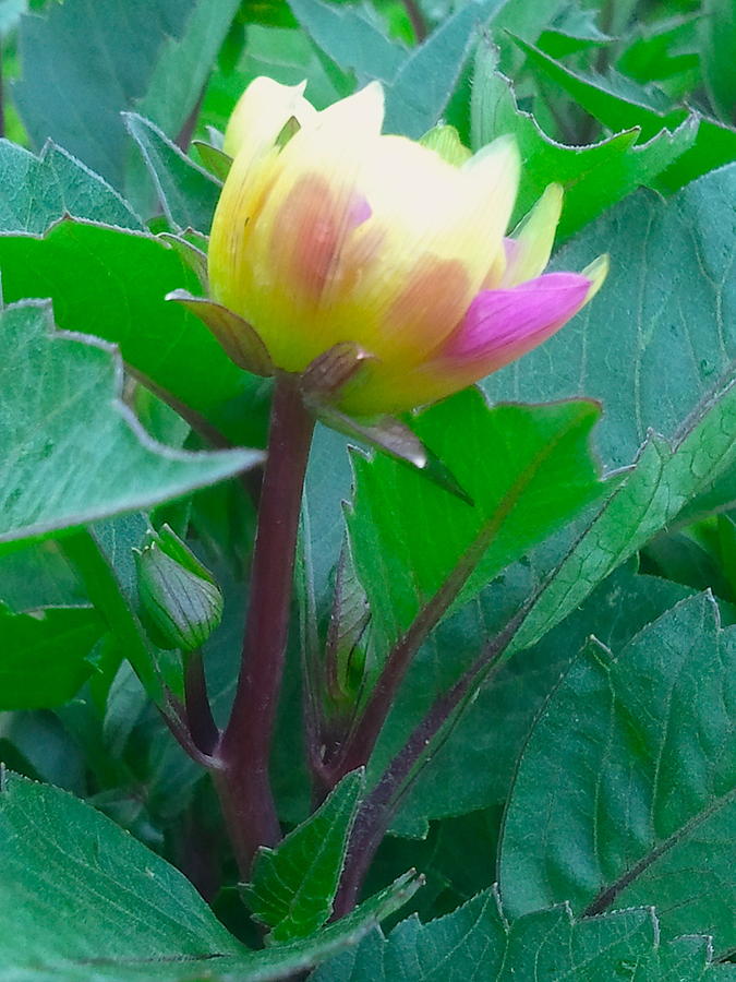Nature Photograph - Yellow And Pink Dahlia Bud by Wendy Yee