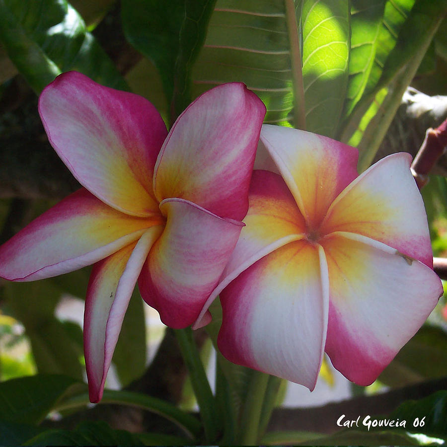yellow and pink flower Hawaii Painting by Carl Gouveia