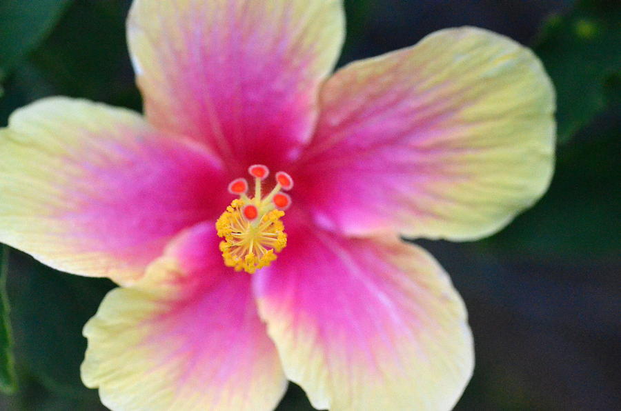 Yellow and Pink Hibiscus 2 Photograph by Amy Fose