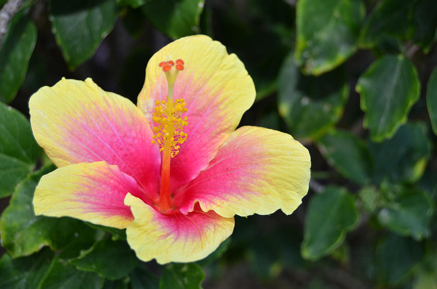Yellow And Pink Hibiscus 1 Photograph