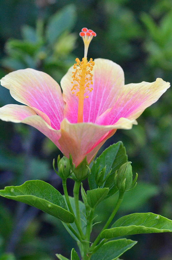 Yellow and Pink Hibiscus Reach Photograph by Amy Fose