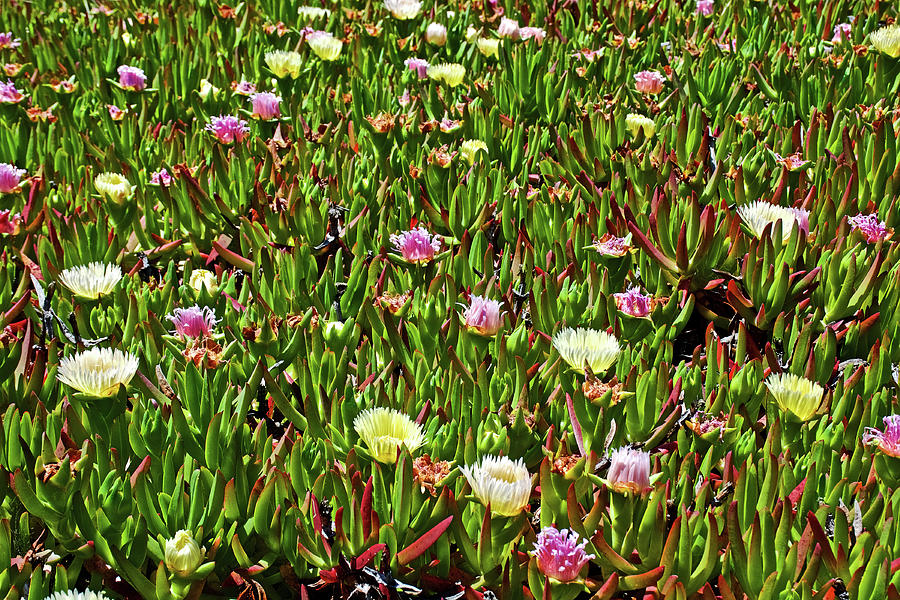 Yellow and Pink Ice Plants on Drakes Beach in Point Reyes National Seashore, California  Photograph by Ruth Hager