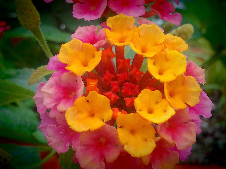 Yellow And Pink Lantana Bouquet Photograph by Wendy Yee - Fine Art America