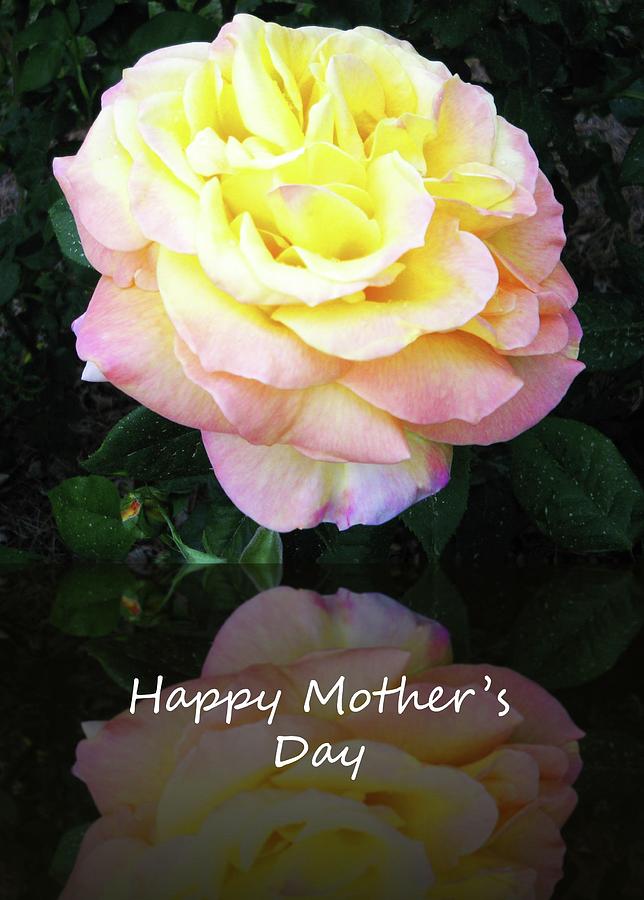 Yellow and Pink Mothers Day Photograph by Cynthia Westbrook