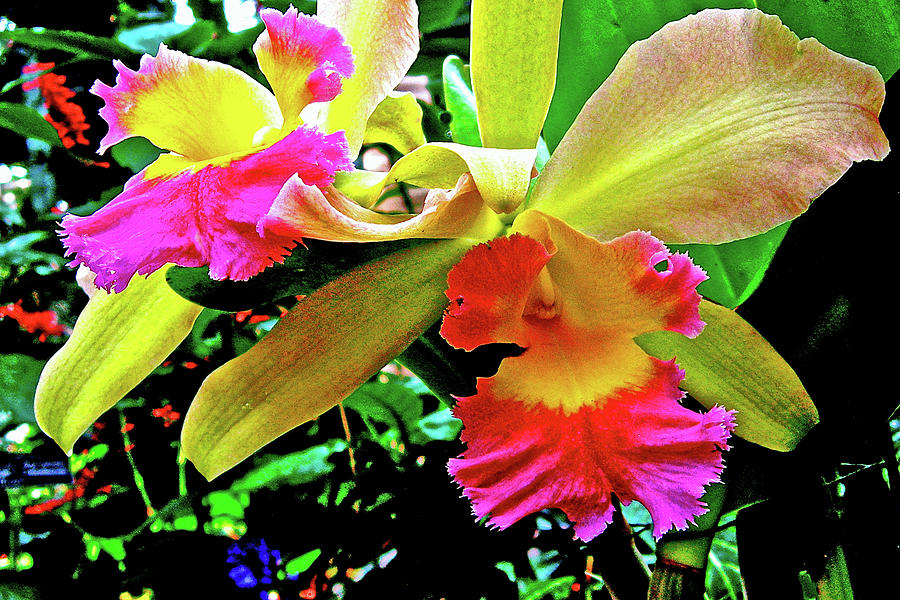 Yellow and Pink Orchids in National Botanical Garden, Washington DC Photograph by Ruth Hager