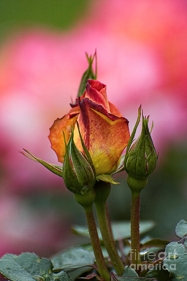 Yellow and Pink Rose Photograph by Edward Sobuta