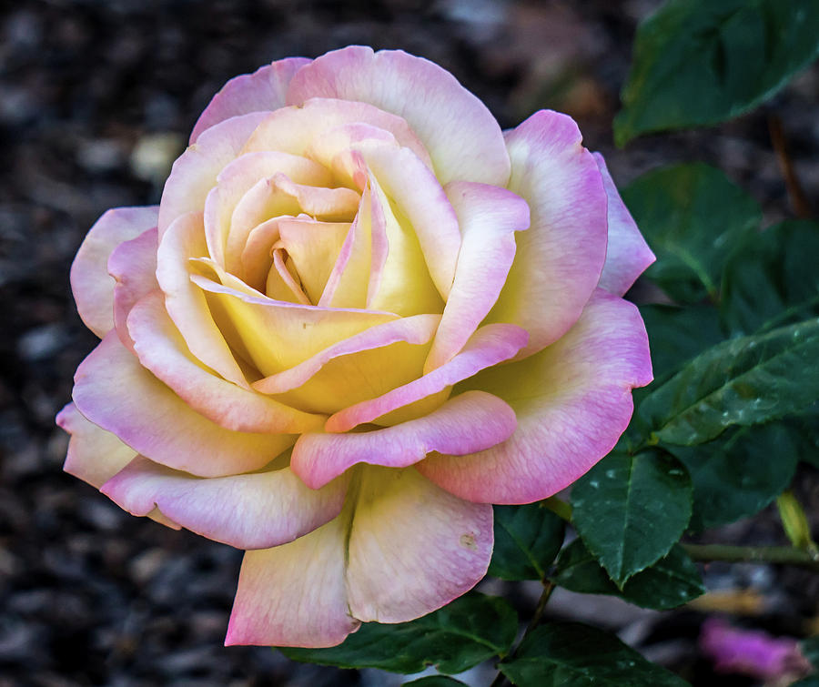 Yellow and pink rose Photograph by Jane Luxton