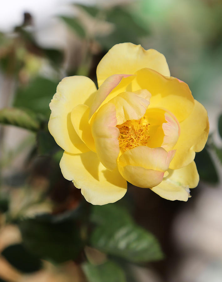 Yellow And Pink Tipped Rose Photograph
