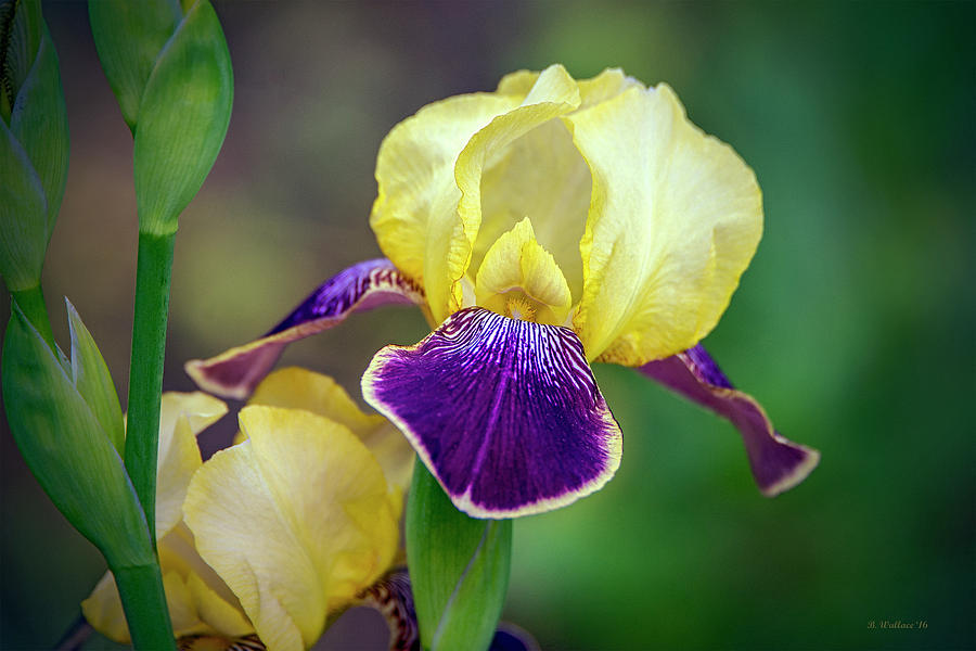 Yellow and Purple Photograph by Brian Wallace