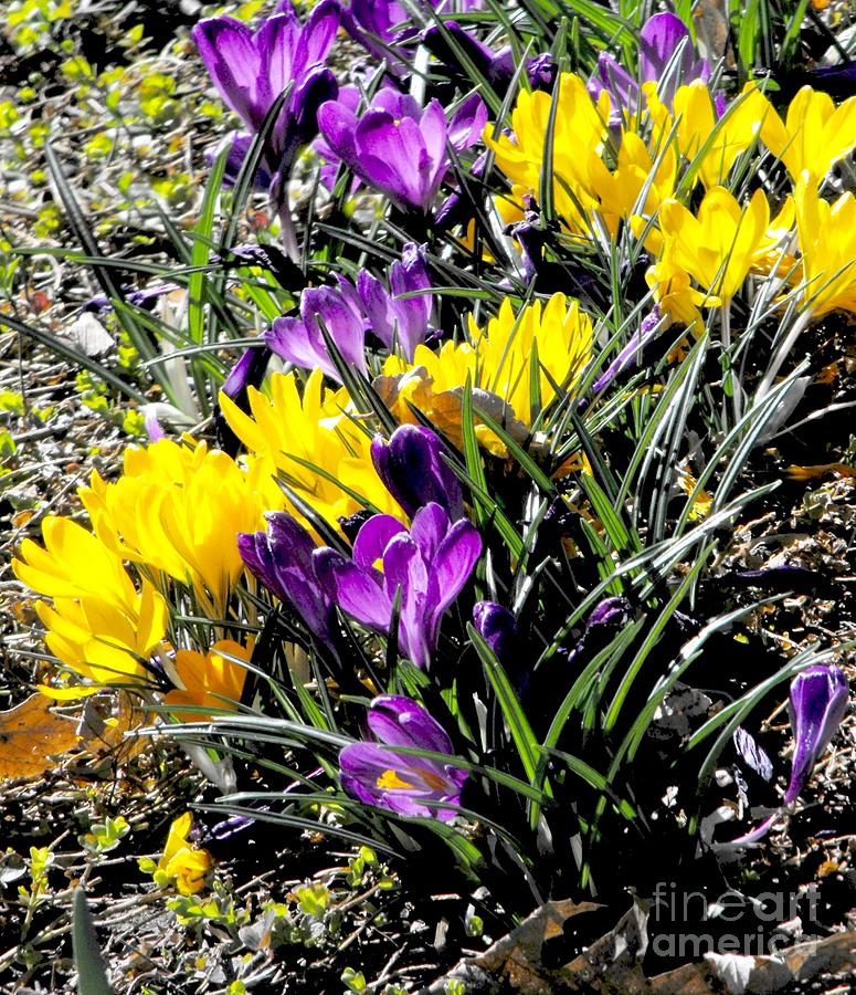 Yellow And Purple Crocuses Digital Art by Annie Gibbons