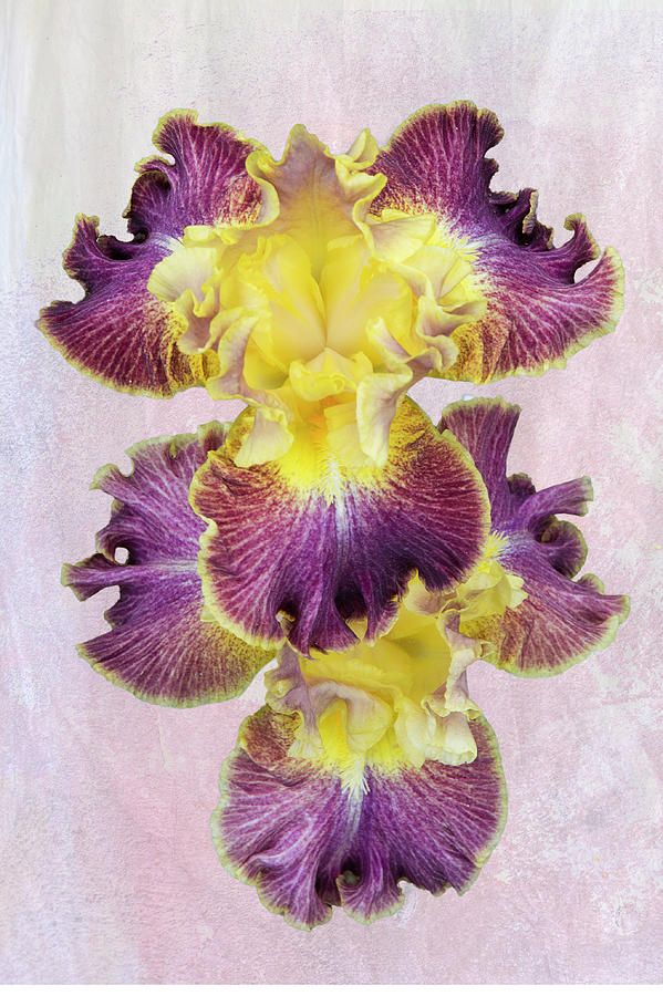 Yellow and Purple Double Bloom Iris with Pink Background Photograph by Lowell Monke