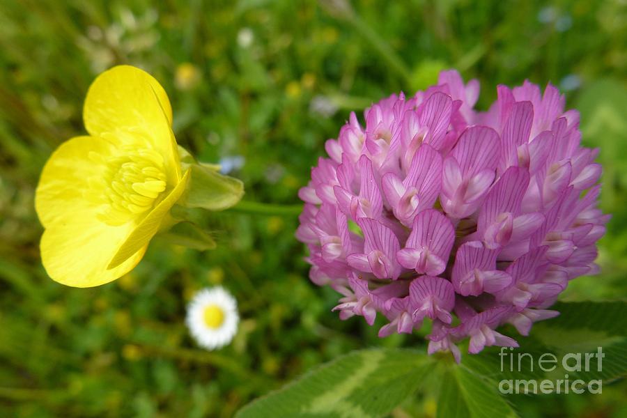 Yellow and Purple Flowers Photograph by Jean Bernard Roussilhe