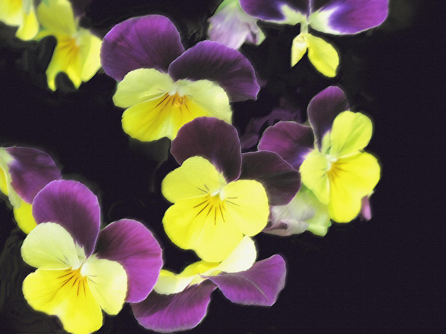 Yellow And Purple Photograph by Ian  MacDonald