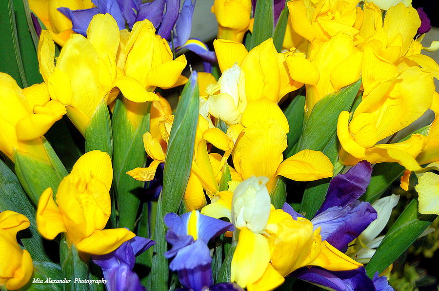 Yellow and purple Iris Photograph by Mia Alexander