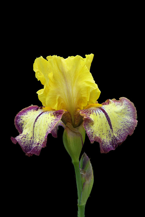 Yellow and Purple Iris with Black Background Photograph by Lowell Monke