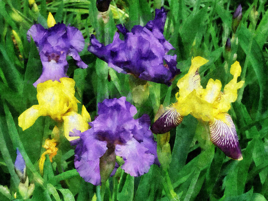 Yellow and Purple Irises Photograph by Susan Savad