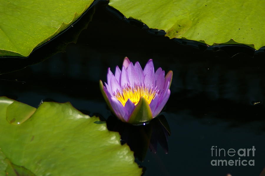 Yellow and Purple Lotus Waterlily and Lily Pads Photograph by Jackie Irwin