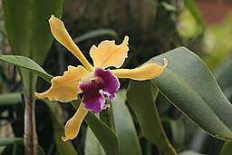 Yellow  And Purple Orchid Photograph
