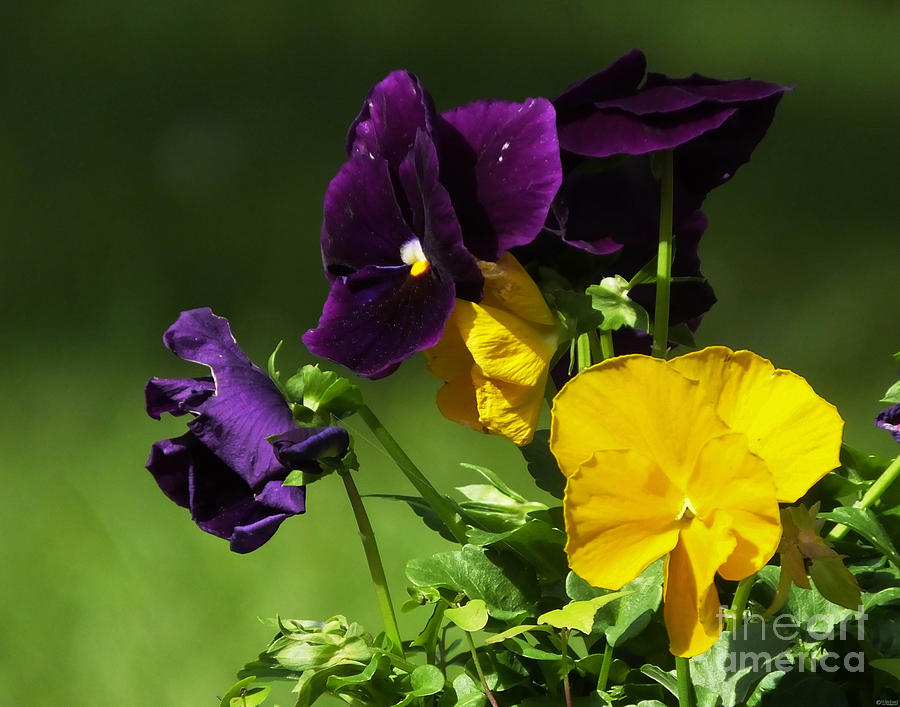 Yellow and Purple Pansies Photograph by Lizi Beard-Ward